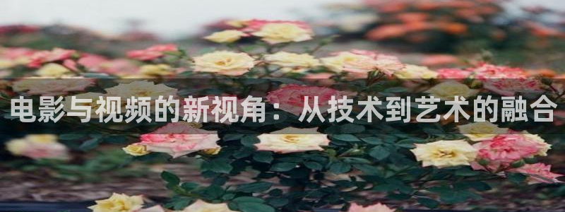 桔子桔子：电影与视频的新视角：从技术到艺术的融合